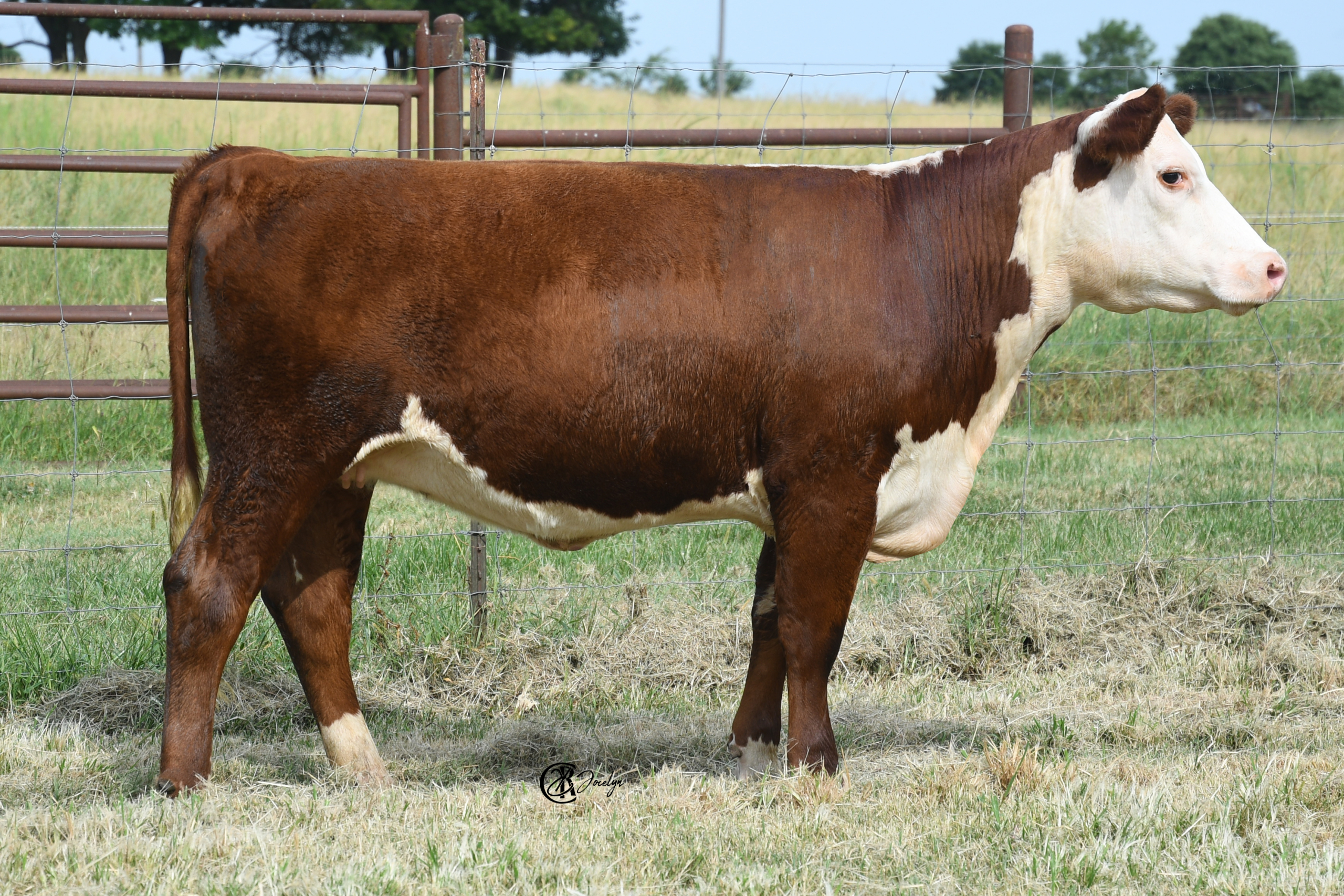 175N-DSC_2550