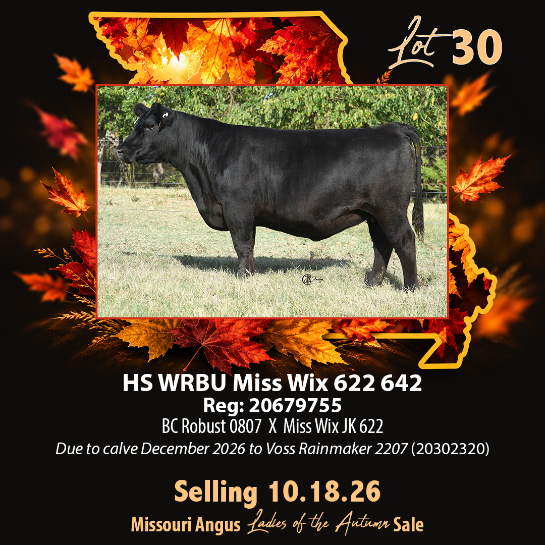 Lot30 copy