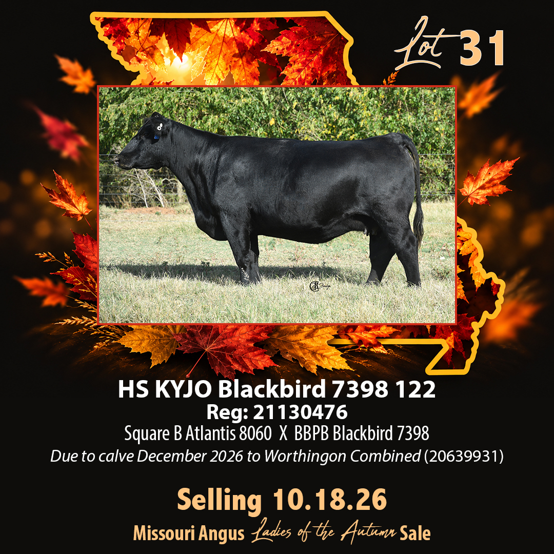 Lot31 copy